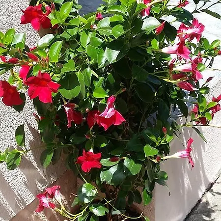 Majlath Vendeghaz 3*